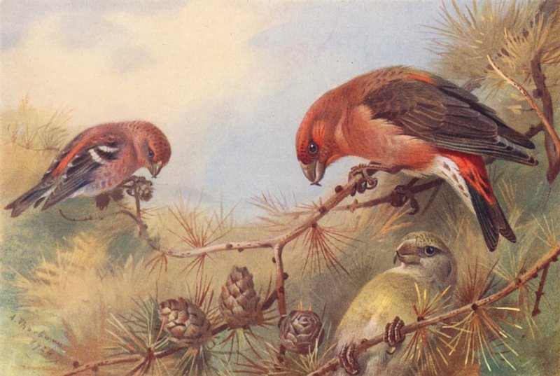  by Archibald Thorburn