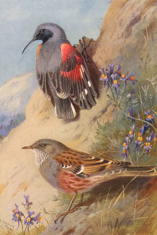  by Archibald Thorburn