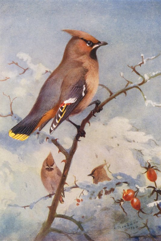  by Archibald Thorburn