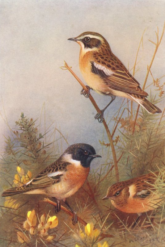  by Archibald Thorburn