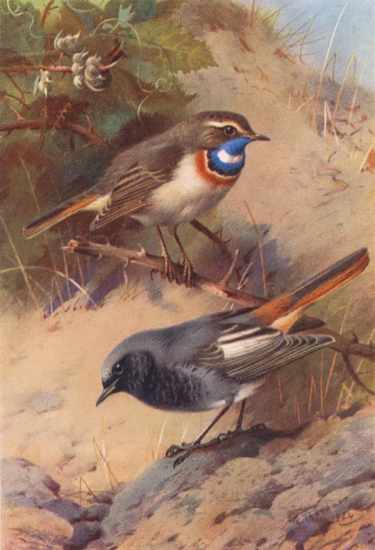  by Archibald Thorburn