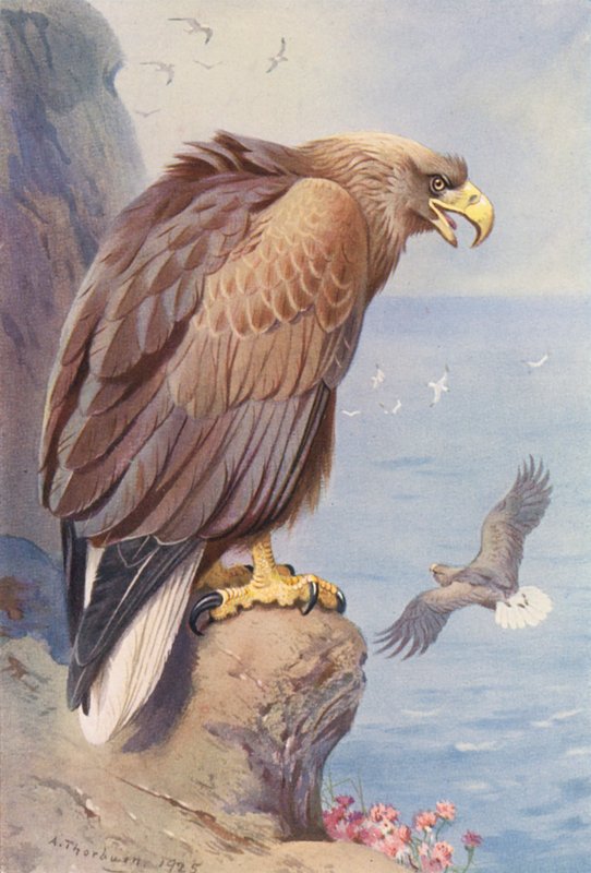 Beyaz Kuyruklu Kartal (renkli lito) by Archibald Thorburn