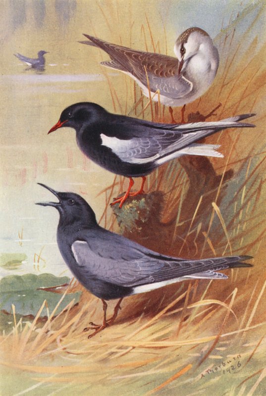  by Archibald Thorburn