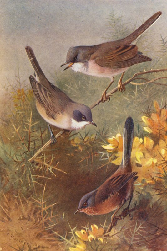  by Archibald Thorburn