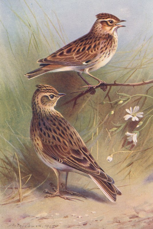  by Archibald Thorburn