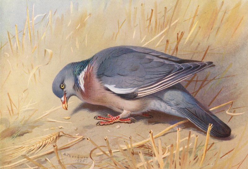  by Archibald Thorburn