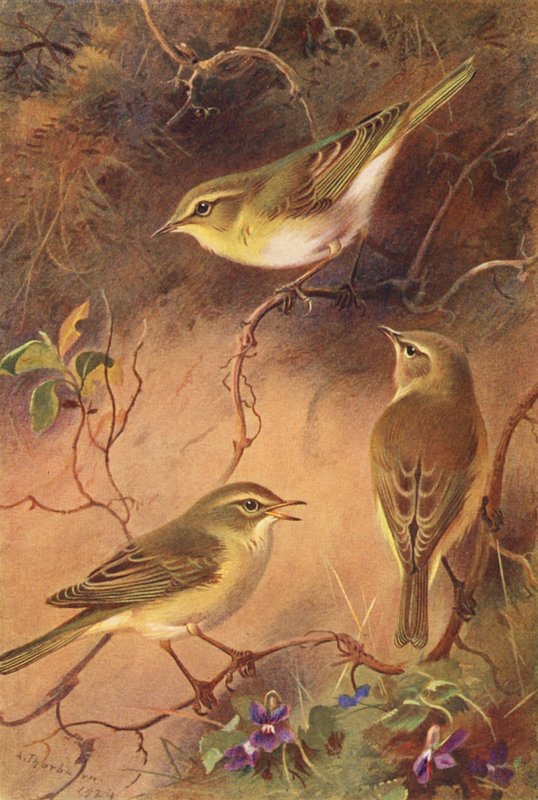  by Archibald Thorburn