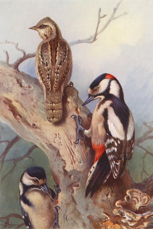  by Archibald Thorburn