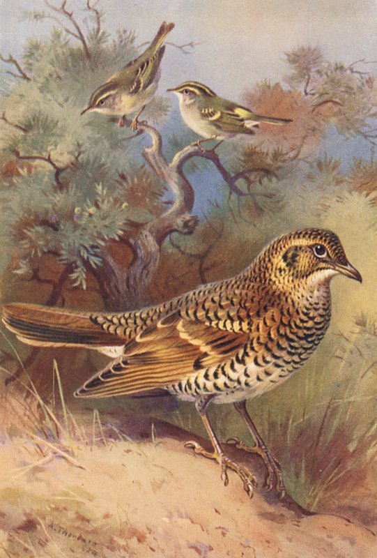  by Archibald Thorburn