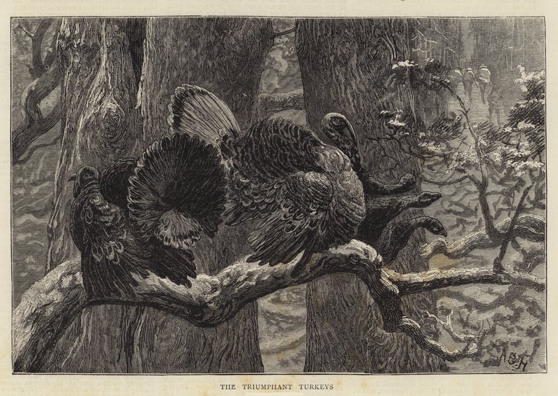 Muzaffer Türkiyeler by Arthur Boyd Houghton