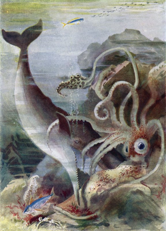 Dev Kalamara Saldıran Bir Sperm Balinası by Arthur Twidle