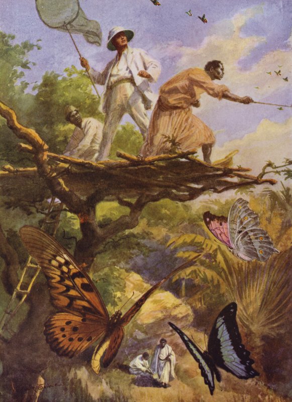 Güzel Kelebekler: Madagaskar