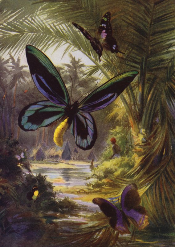 Güzel Kelebekler: Troides Alexandrae, kelebeklerin en büyüğü (renkli lito) by Arthur Twidle