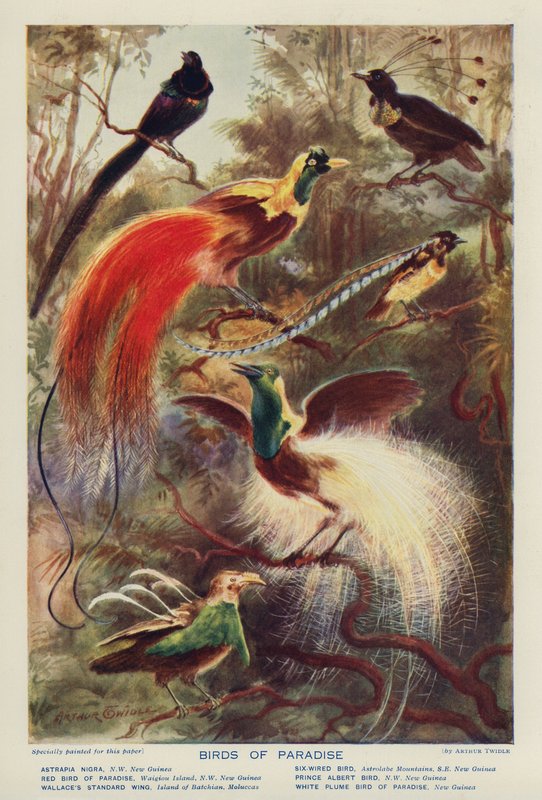 Cennet Kuşları (renkli taş baskı) by Arthur Twidle