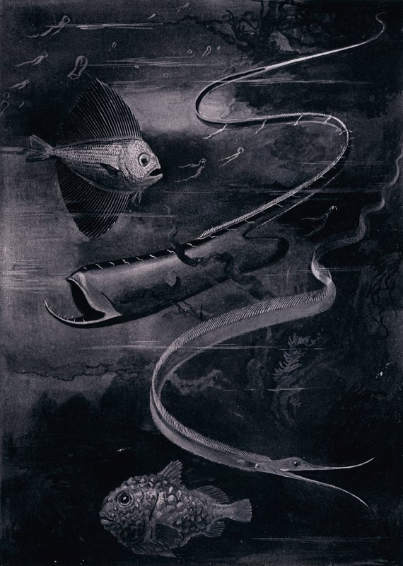 Derin Deniz Balığı (lito) by Arthur Twidle