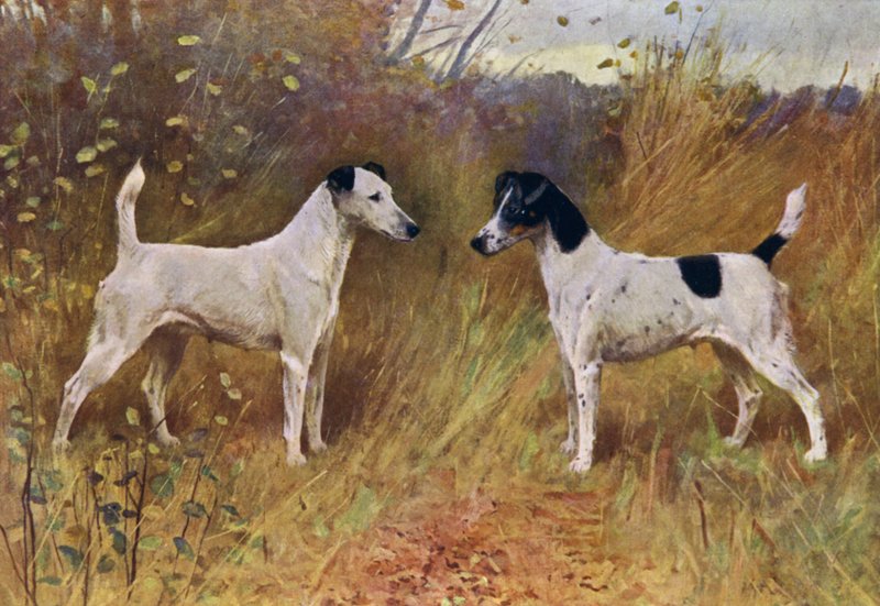 Rakip Güzeller, Şampiyon Donna Fortuna ve Şampiyon Durham Düşesi (renkli taş) by Arthur Wardle