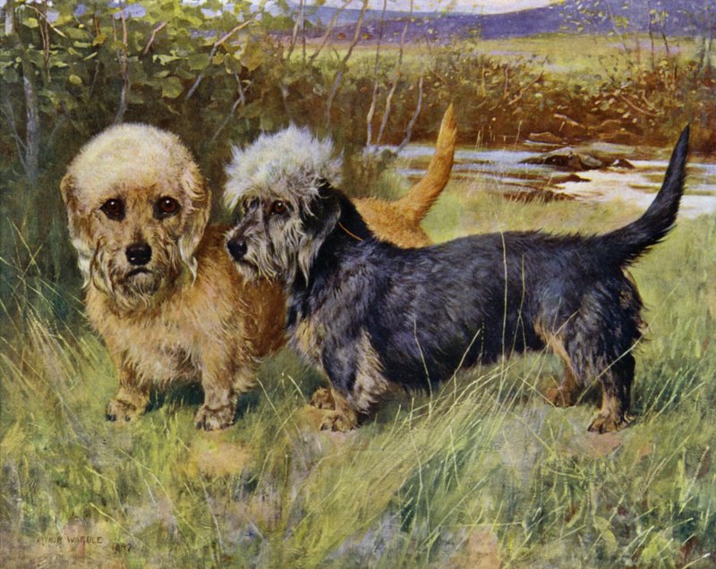 Dandie Dinmont Teriyerleri, Ch Blacket House Yet, Hardal ve Ch Ancrum Fanny, Biber (renkli lito) by Arthur Wardle