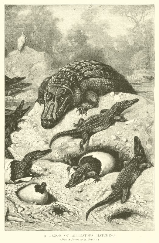 Kuluçkadaki Timsahların Kuluçkası (gravür) by August Specht