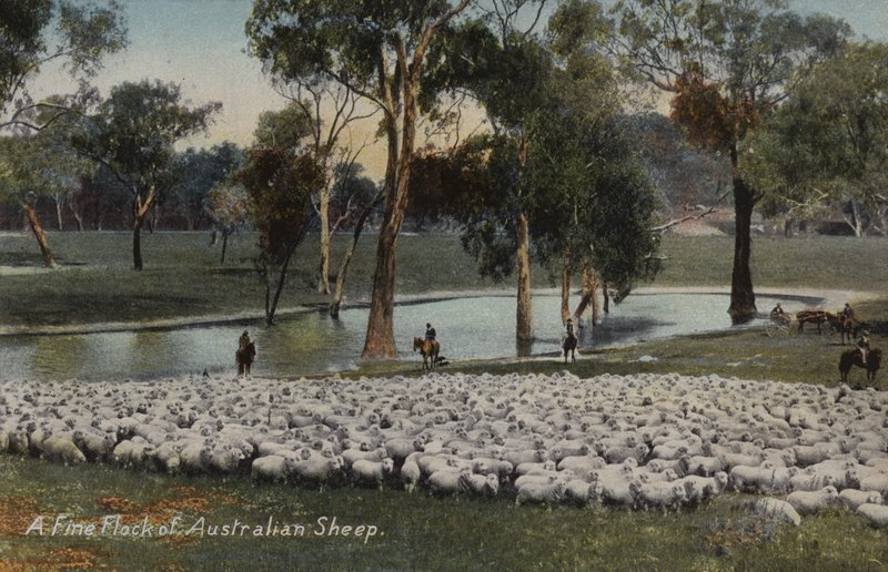 Güzel bir Avustralya koyunu sürüsü by Australian Photographer