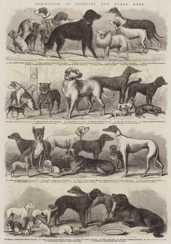 Spor ve Diğer Köpekler Sergisi by B. Clayton