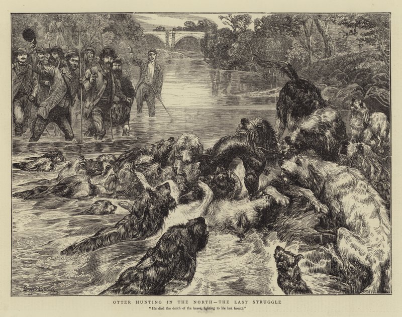 Kuzeyde su samuru avı, Son Mücadele by Basil Bradley