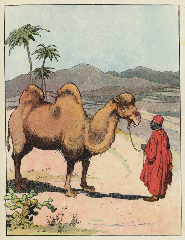 İki hörgüçlü deve by Benjamin Rabier
