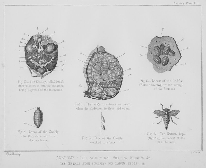 Anatomi, karın organları, böbrekler, vb., östrus eş, at sineği, yumurta, larva, botlar vb (lito) by Benjamin Herring