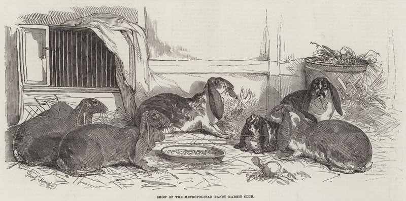 Metropolitan Fantezi Tavşan Kulübü Gösterisi by Benjamin Herring