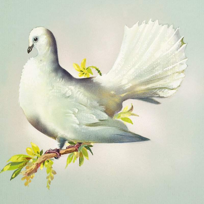 Fantail Dove (kağıt üzerine guaj) by Bert Illoss