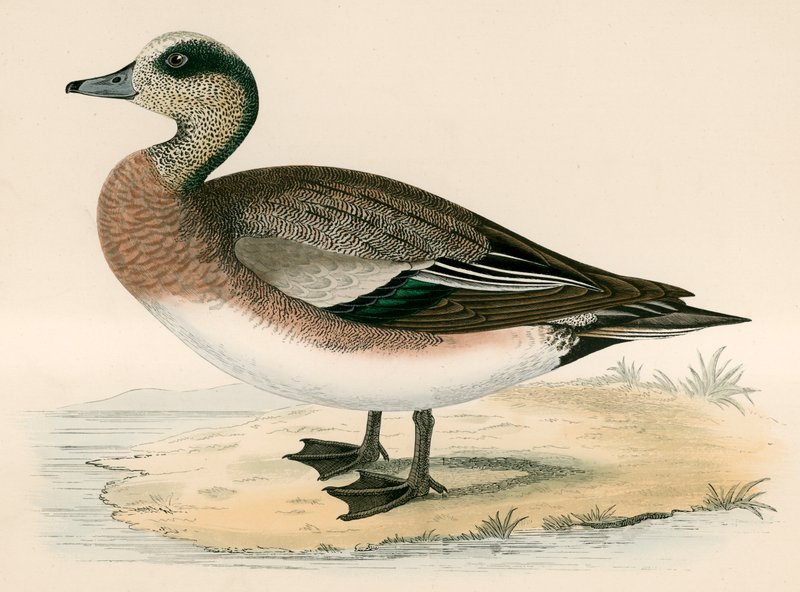 Amerikan Wigeon by Beverley R. Morris