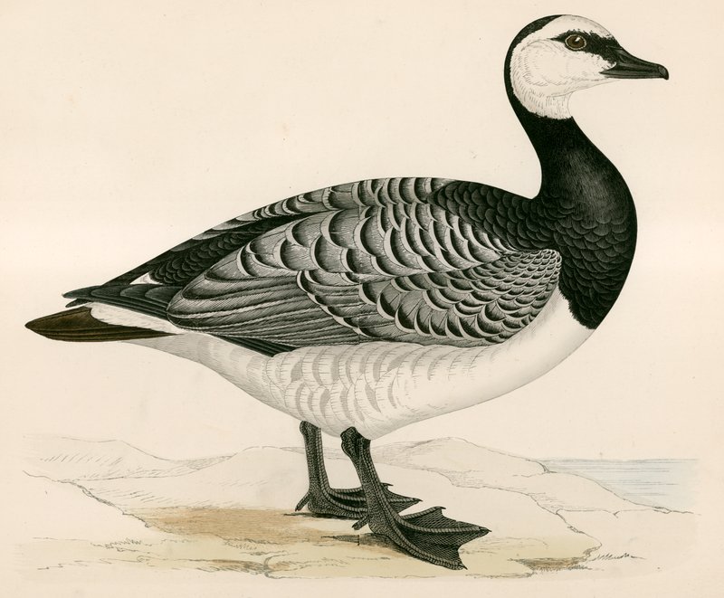 Bernicle Kazı by Beverley R. Morris