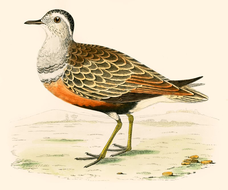 dotterel by Beverley R. Morris