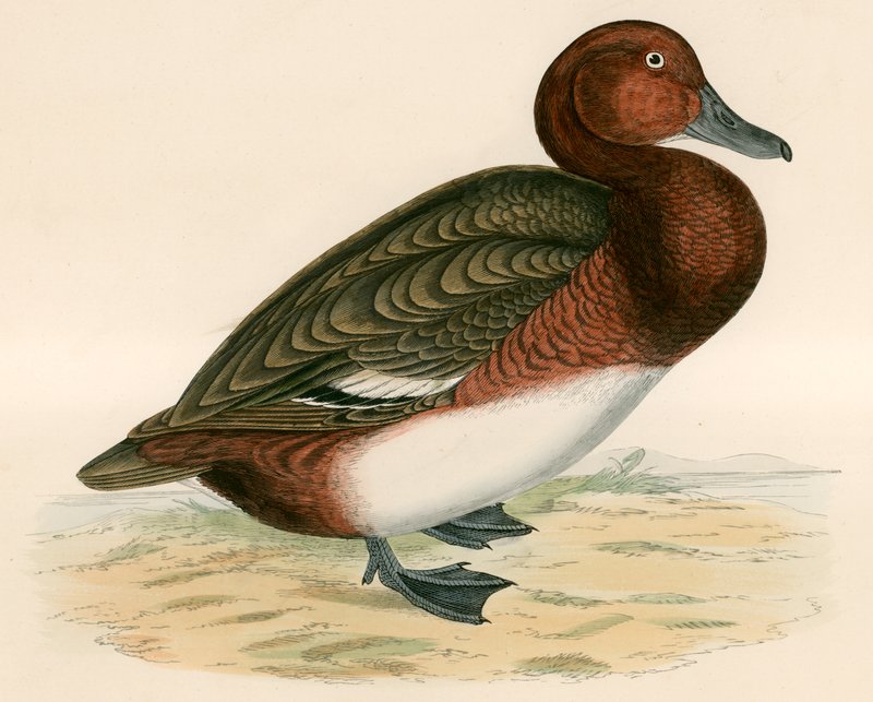 ferruginous ördek by Beverley R. Morris