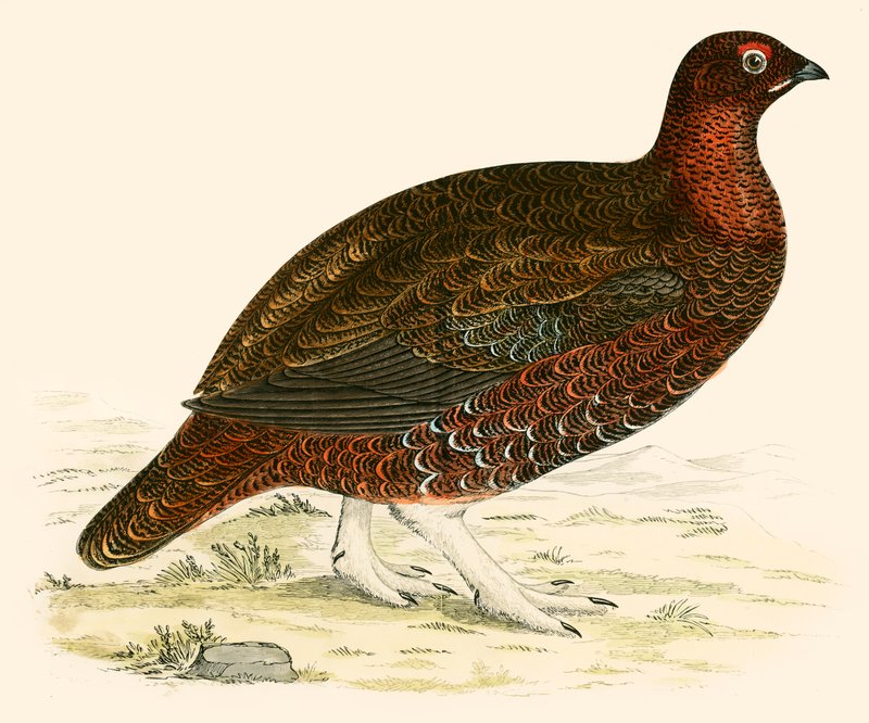 kırmızı orman tavuğu by Beverley R. Morris
