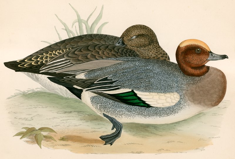 Wigeon by Beverley R. Morris