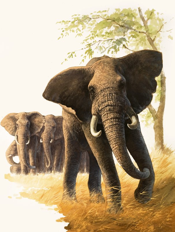  by Bob Hersey