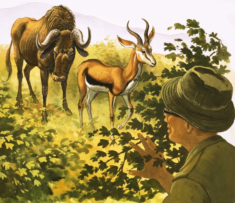 Çalıların arasından Gnu ve Antilop