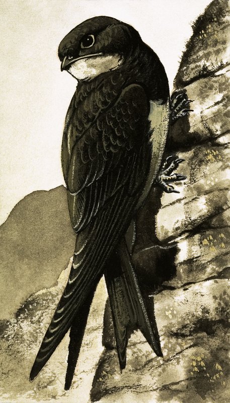 Swift by Bob Hersey