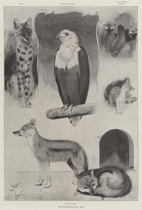 ಮೃಗಾಲಯದ ಟರ್ಕಿಯ ಹೊಸ ನಿವಾಸಿಗಳು by Cecil Charles Windsor Aldin
