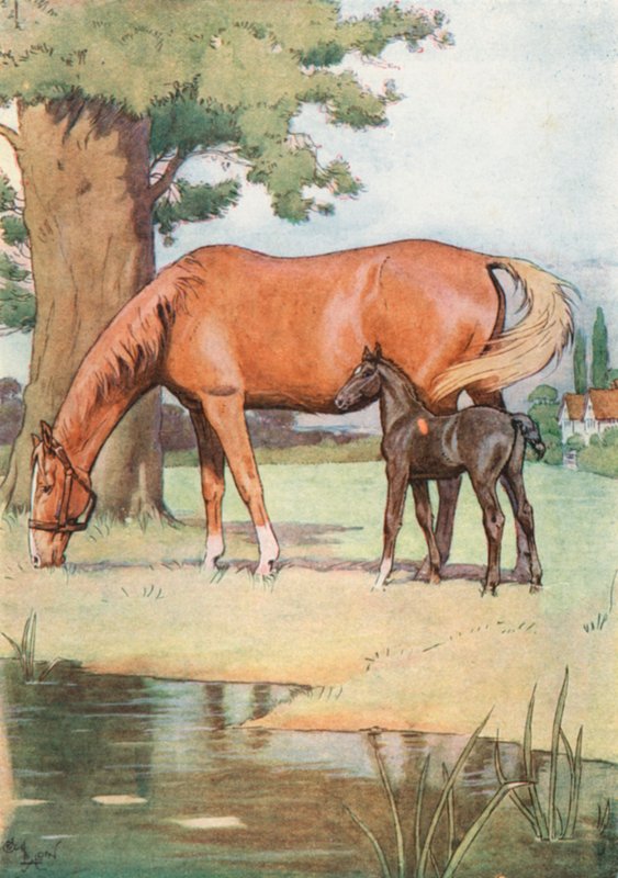 The First Place that I can well Remember, was a Large Pleasant Meadow with a Pond of Clear Water in it by Cecil Charles Windsor Aldin