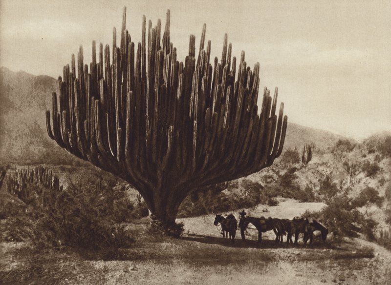 Meksika: Şamdan şeklindeki kaktüs, Oaxaca (s/b fotoğraf) by Cecile Seler Sachs