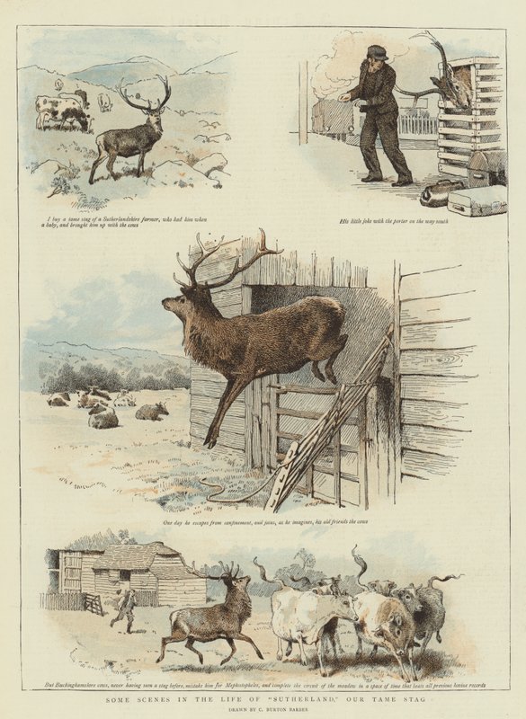 Sutherland'in Hayatından Bazı Sahneler, Evcil Geyikimiz (chromolitho) by Charles Burton