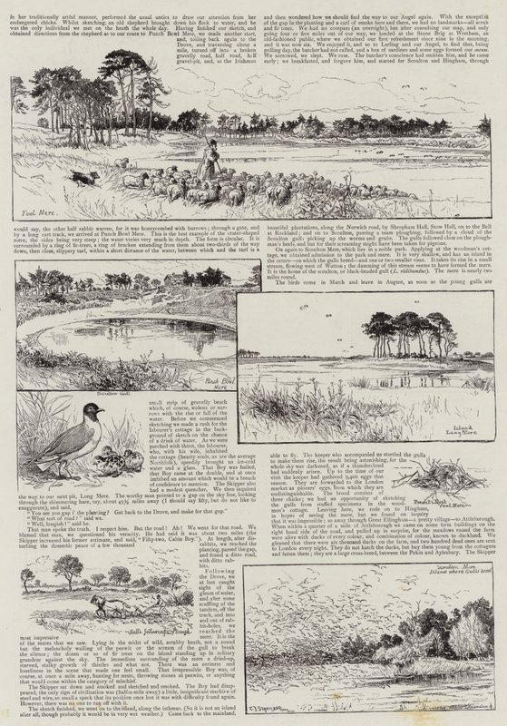 ನಾರ್ಫೋಕ್ ನೂಕ್ಸ್ ಟರ್ಕ್ by Charles J. Staniland