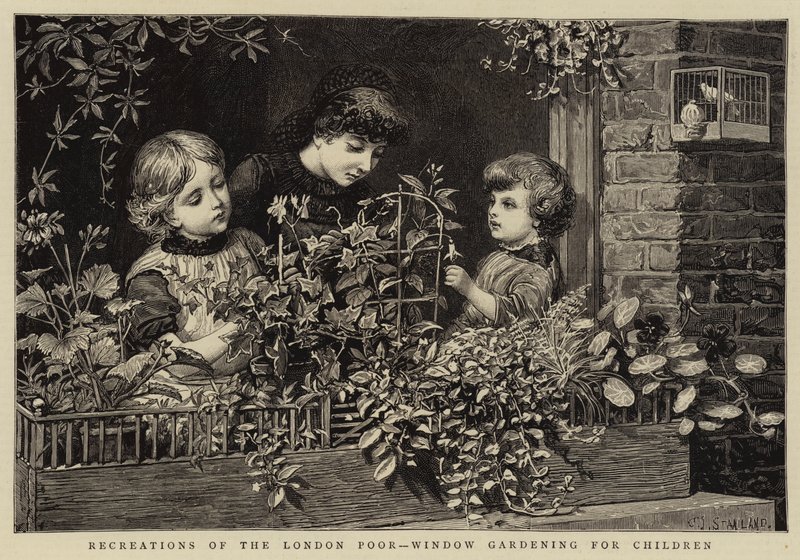 Londra Yoksulunun Rekreasyonları, Çocuklar için Pencere Bahçeciliği by Charles J. Staniland