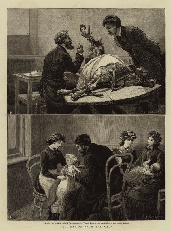 Buzağıdan Aşılama by Charles J. Staniland