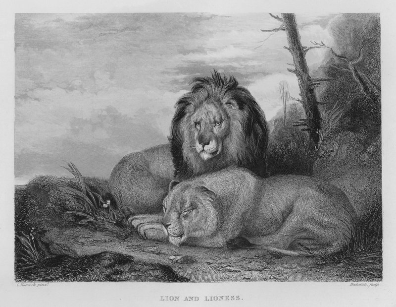 Aslan ve dişi aslan (gravür) by Charles (after) Hancock