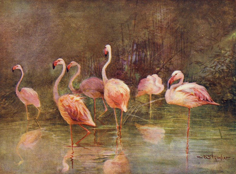 Flamingolar (renkli taş) by Charles (after) Whymper