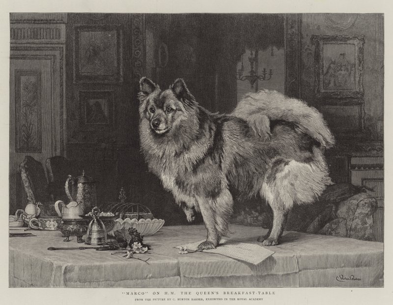 HM Kraliçenin Kahvaltı Masasında Marco by Charles Burton