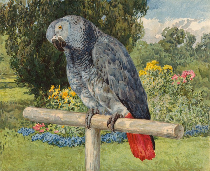 Gri Papağan (chromolitho) by Charles Collins