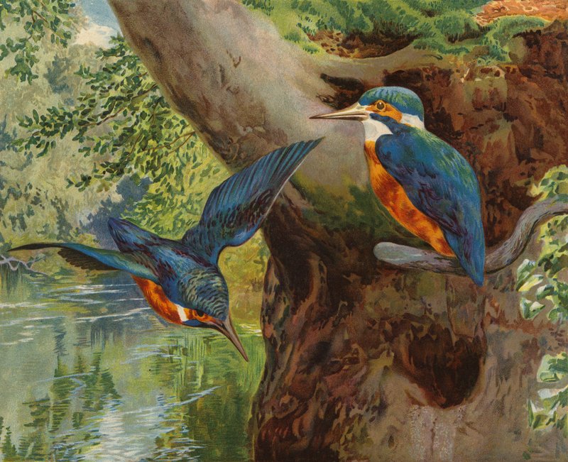 Yalıçapkınları (kromolitho) by Charles Collins